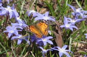 Franciscan Sisters save monarch butterflies garden photo